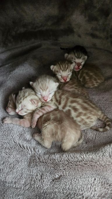 Bengalkitten